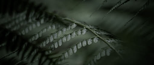 Poesie des Lichts – stimmungsvolle Naturfotografie