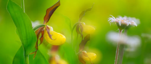 Makrofotografie am Bodensee – Blüten kreativ in Szene setzen