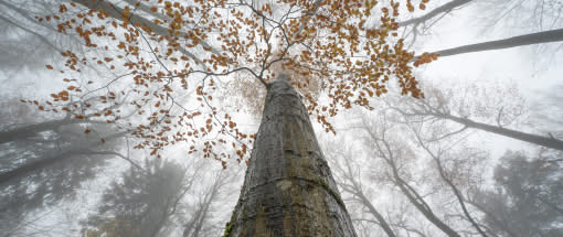 Waldfotografie zwischen Felsen, Farben und Nebel