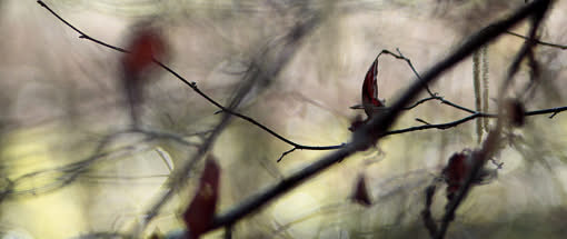Inspiration Lyrik: Fotografie trifft Poesie
