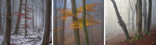 After Work-Kursreihe: Grundlagen der Waldfotografie