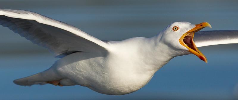 Zugvögel im Wattenmeer - Naturfotografie auf Pellworm