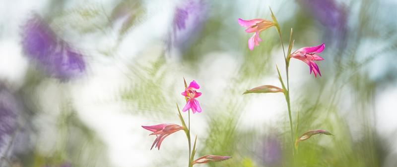 Mit der Linse gemalt - kreative Naturfotografie